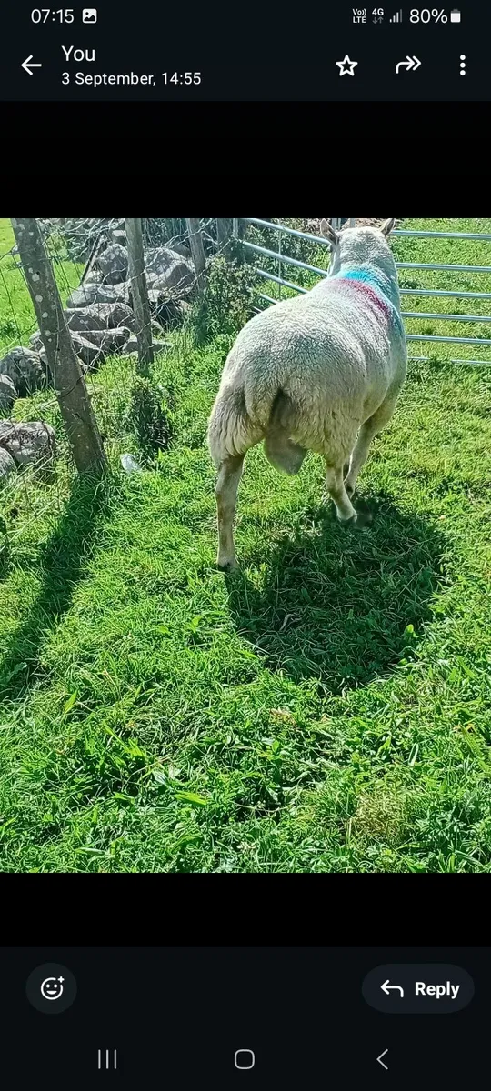 Ram - Image 3