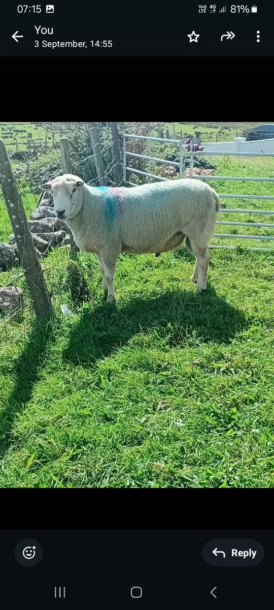 Ram - Image 4
