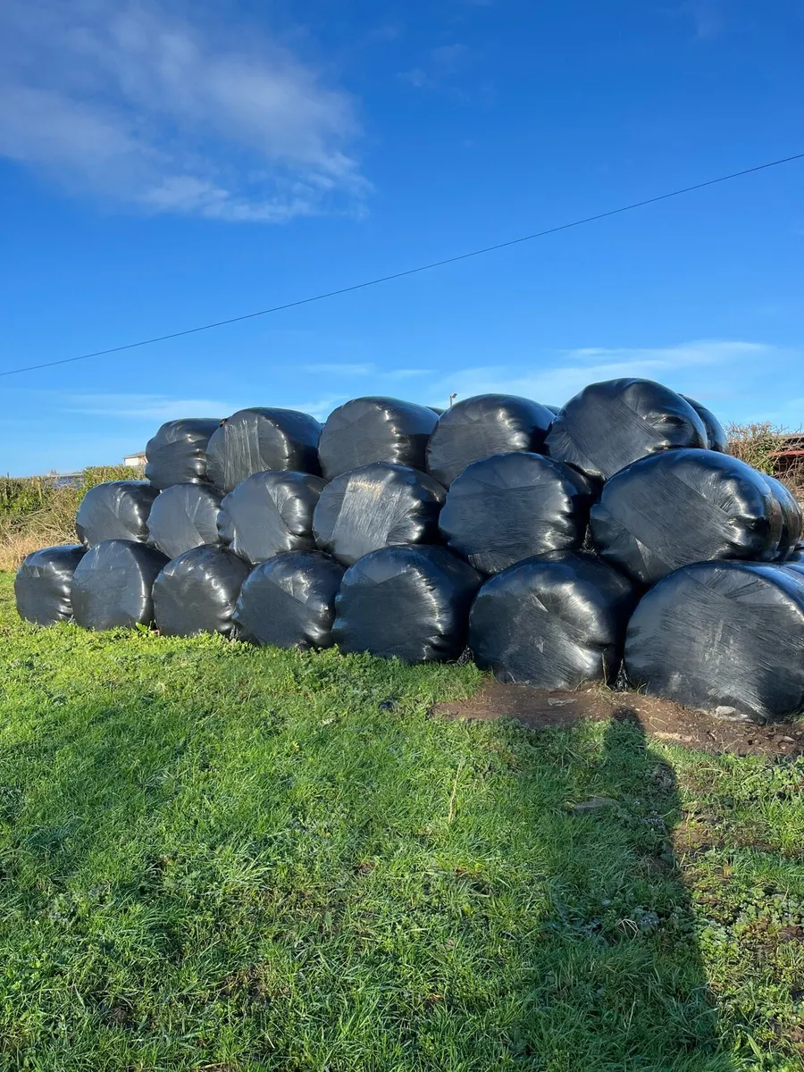 200 bales of silage - Image 1