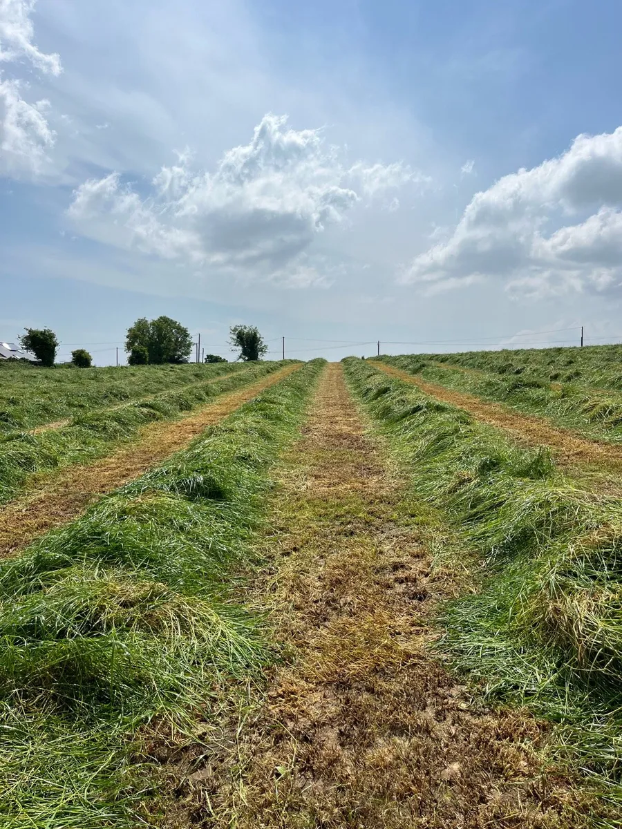 200 bales of silage - Image 2