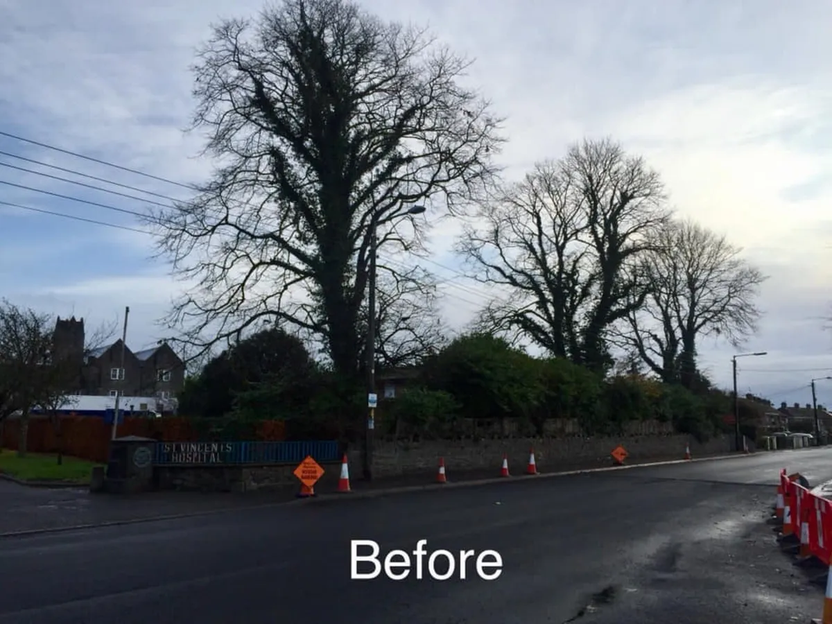 Treewise Tree Services - Image 2