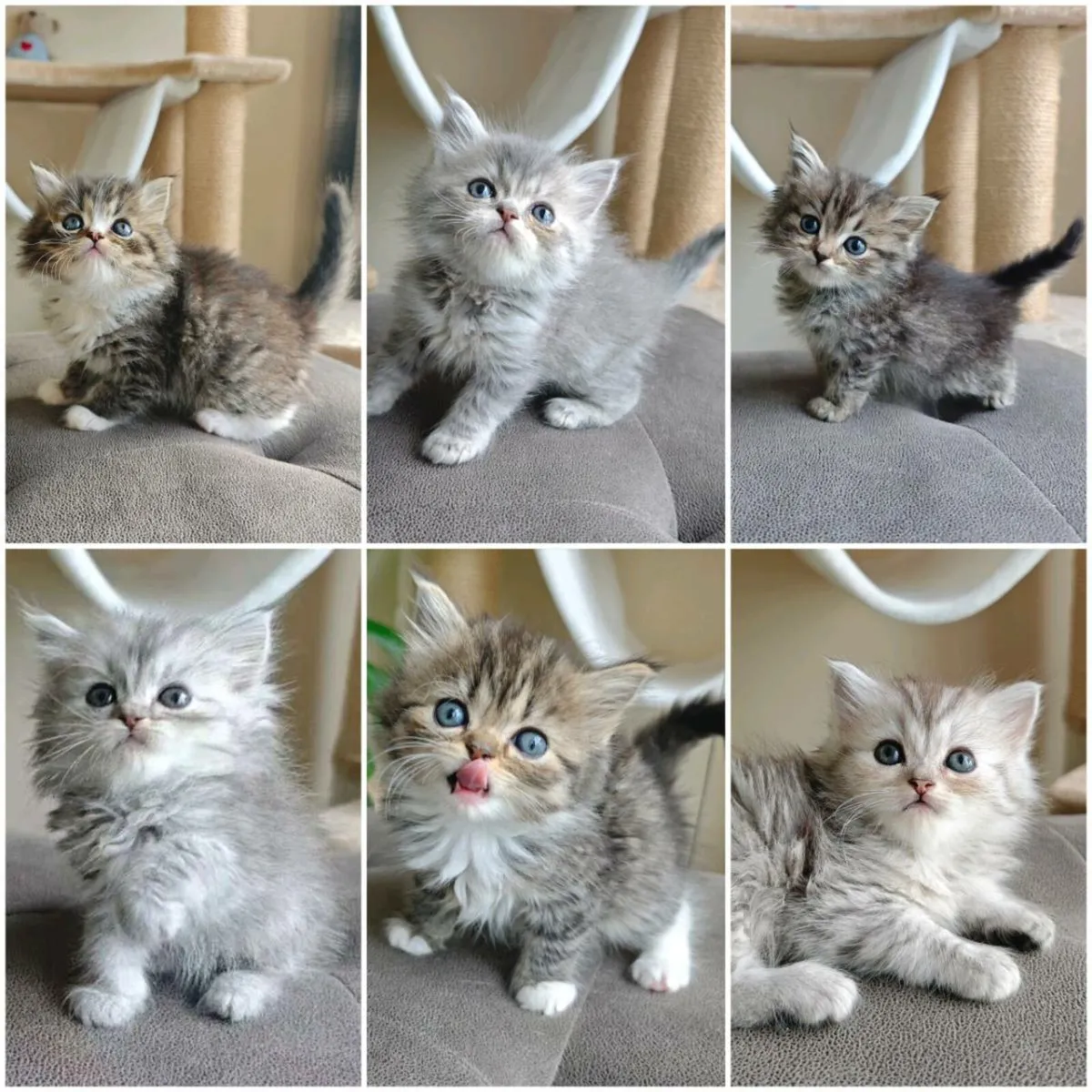 Ragdoll x Persian kittens - Image 1