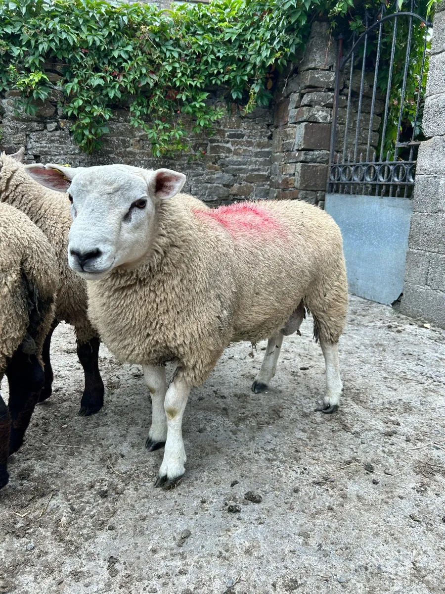 Texel Cross and Suftex PBNR ram lambs - Image 1