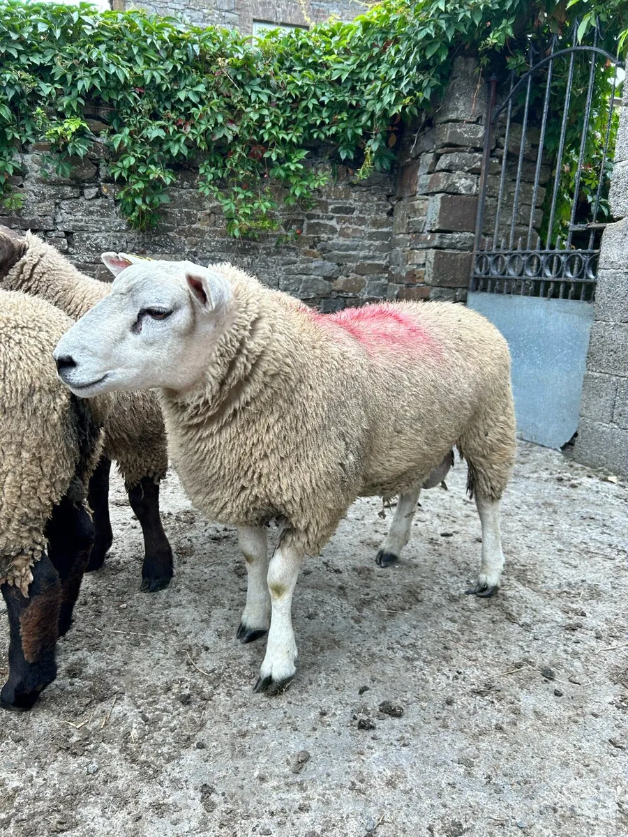 Texel Cross and Suftex PBNR ram lambs - Image 2