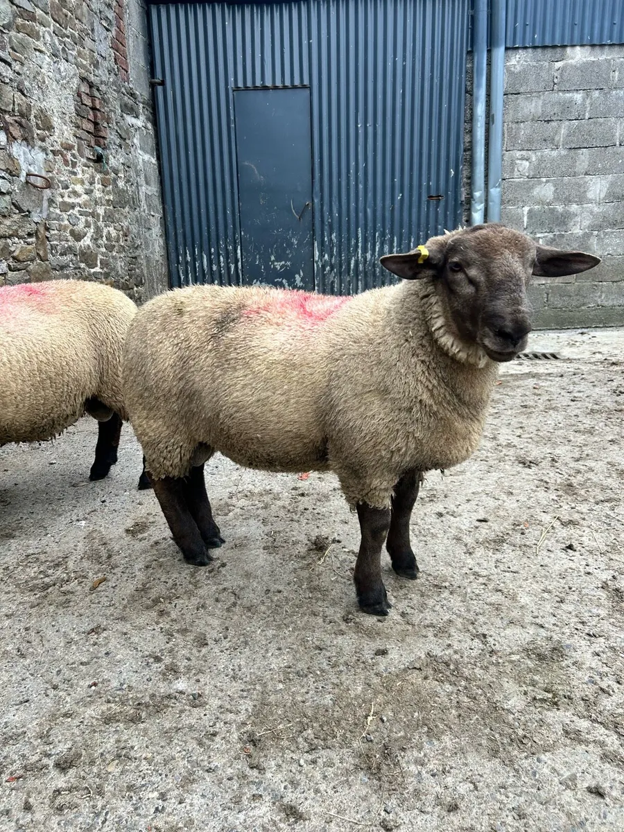 Texel Cross and Suftex PBNR ram lambs - Image 3