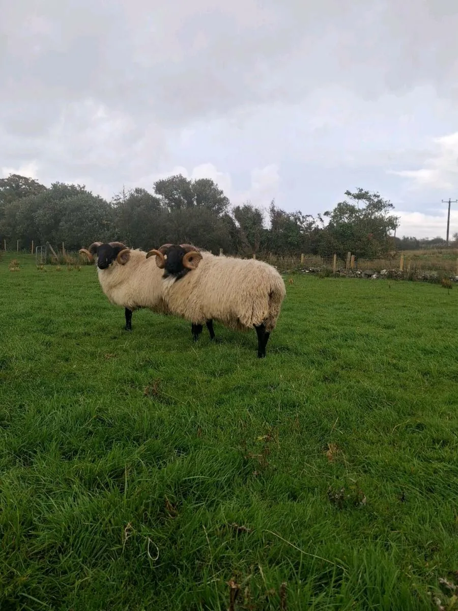 Sis hogget ram - Image 1