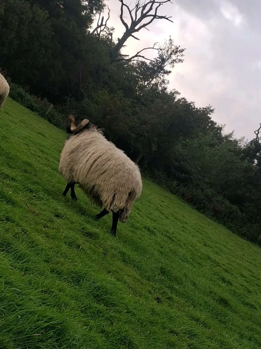 Sis hogget ram - Image 2