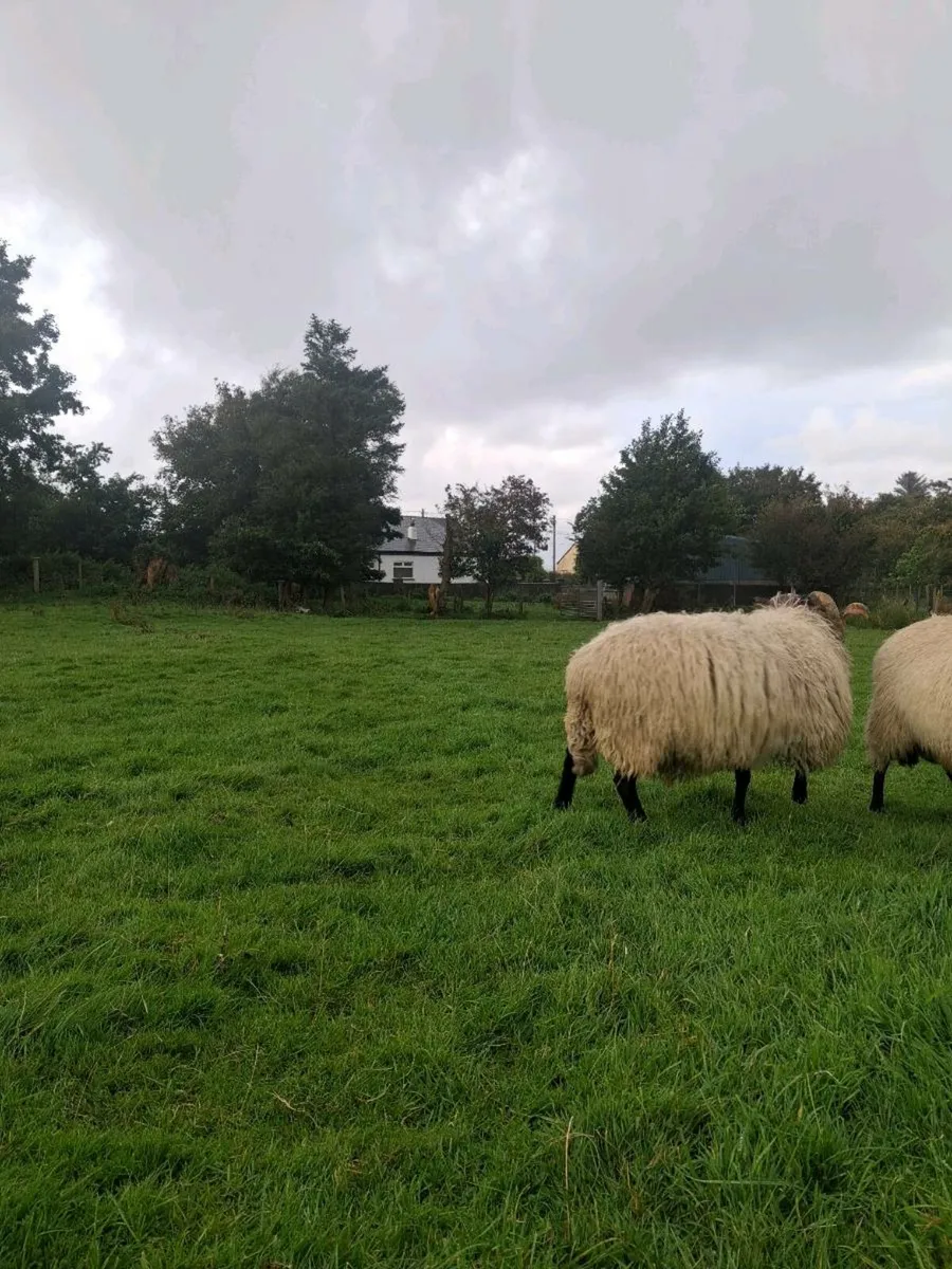 Sis hogget ram - Image 3