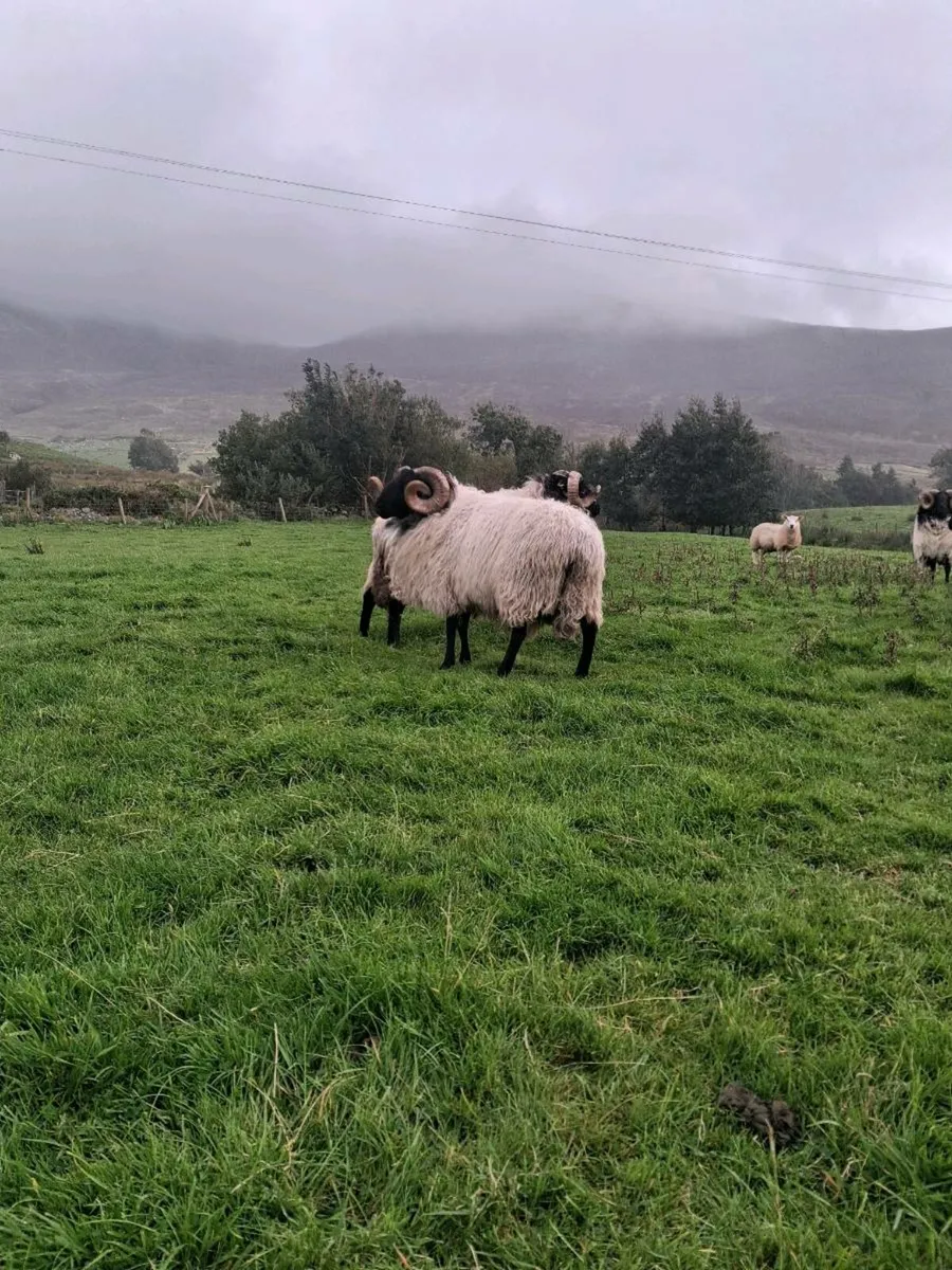 Sis hogget ram - Image 4