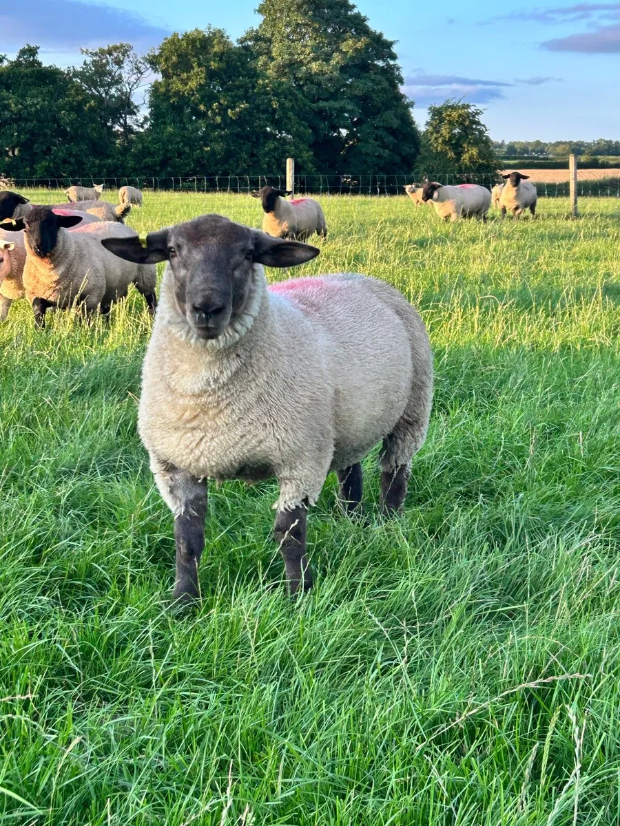 Texel Cross and Suftex PBNR ram lambs - Image 4