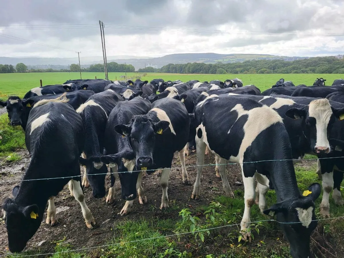 In Calf Heifers - Image 1