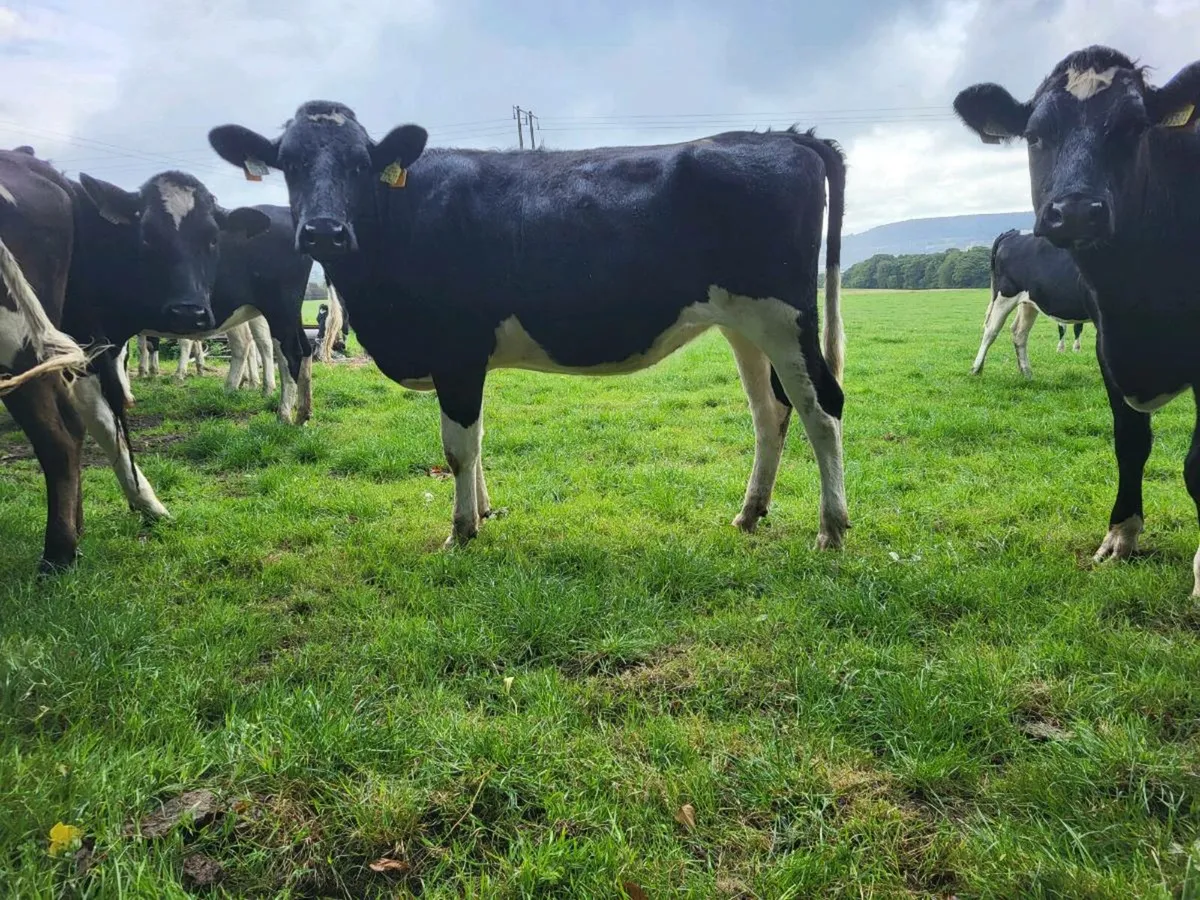 In Calf Heifers - Image 2