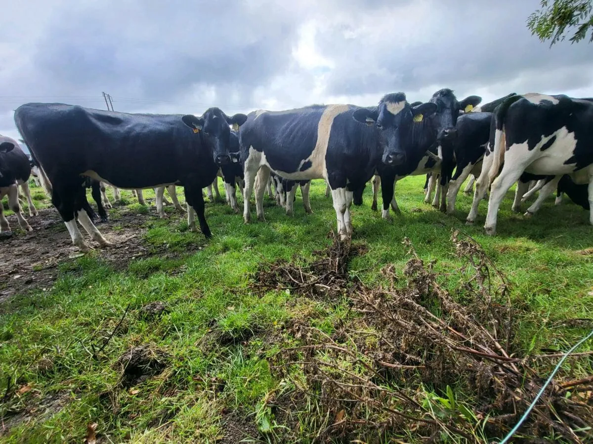 In Calf Heifers - Image 3