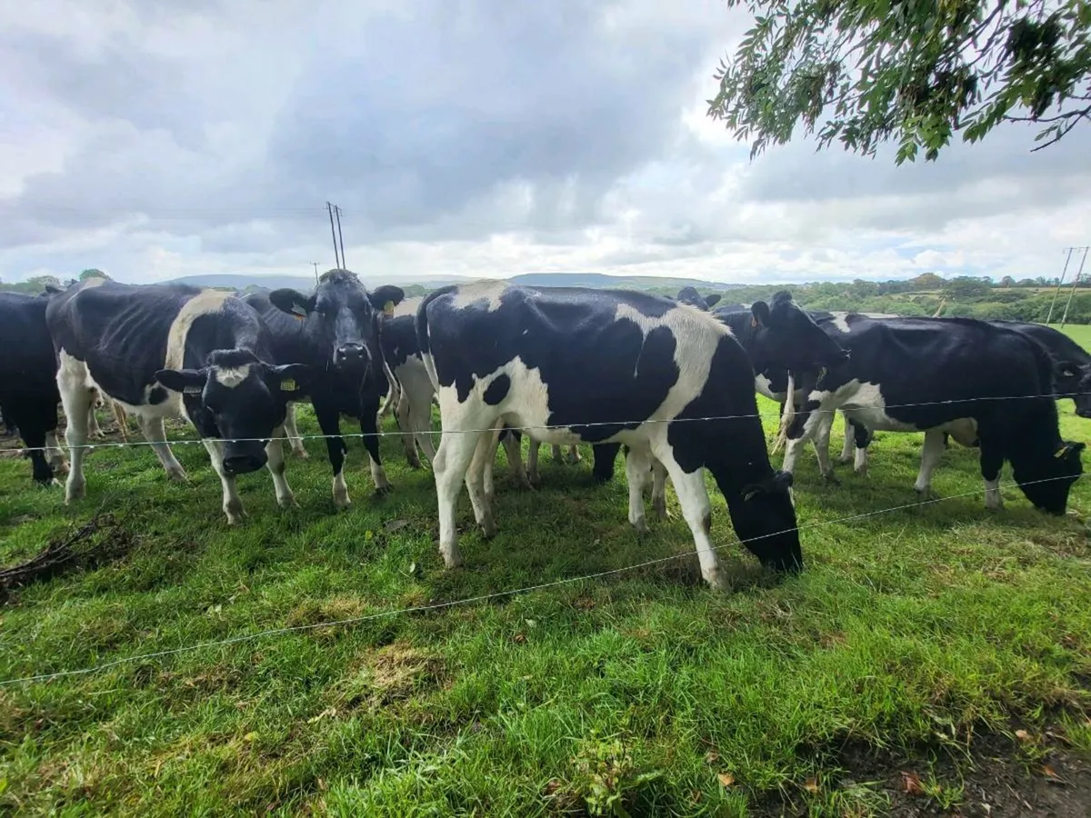 In Calf Heifers - Image 4