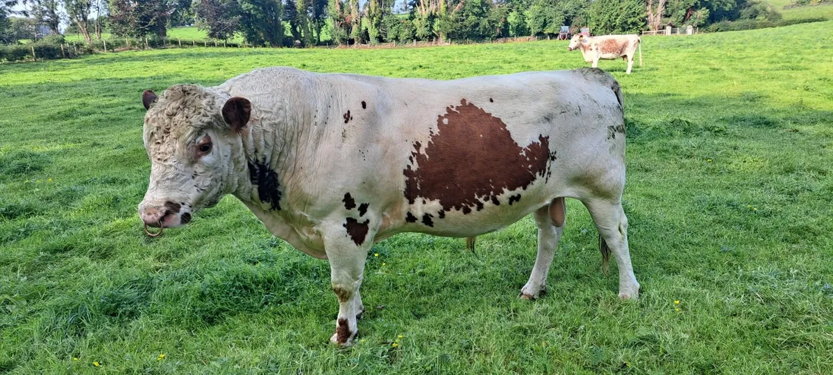 Irish Moiled Bull - Image 1