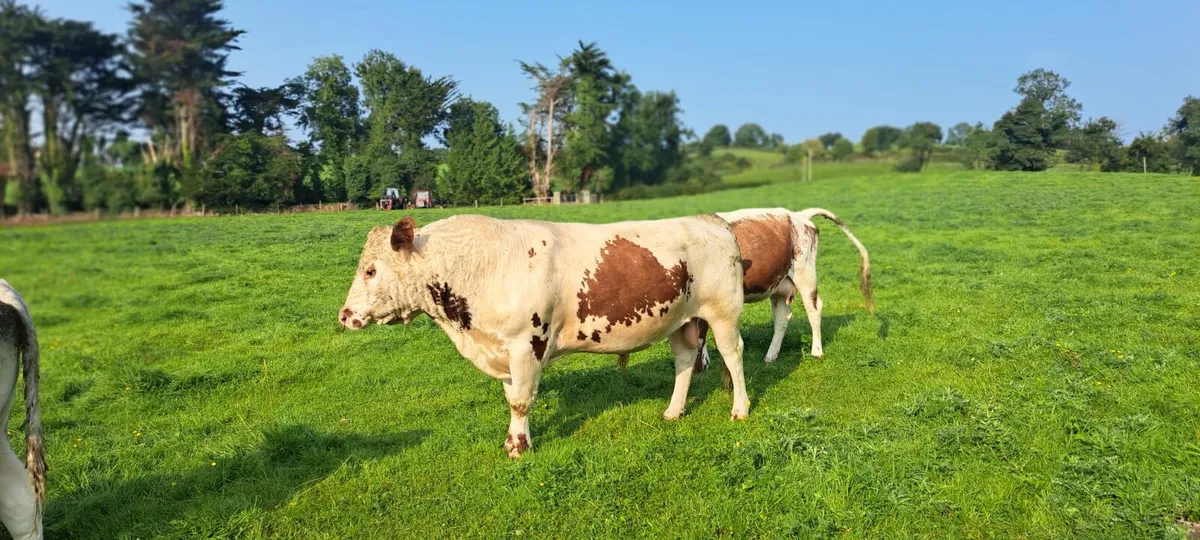 Irish Moiled Bull - Image 2