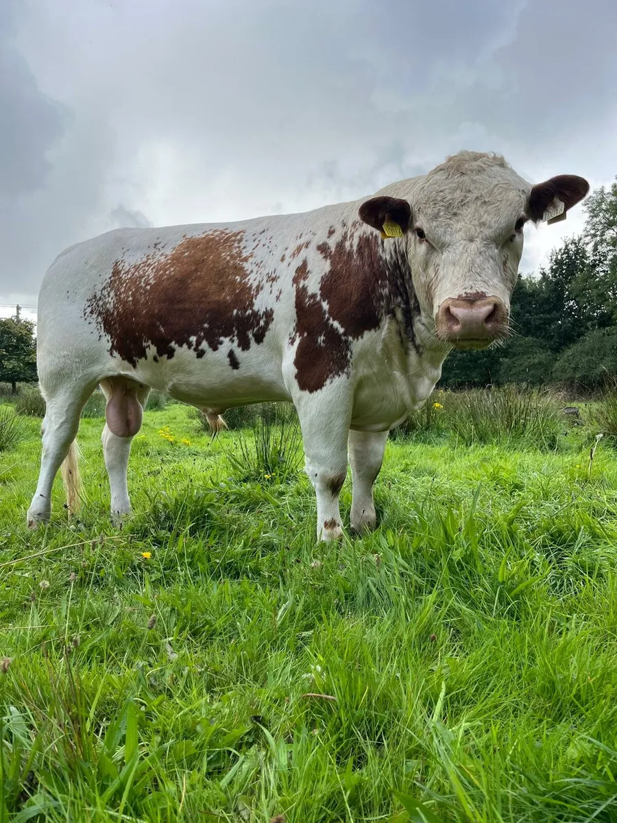 Irish Moiled Bull - Image 3