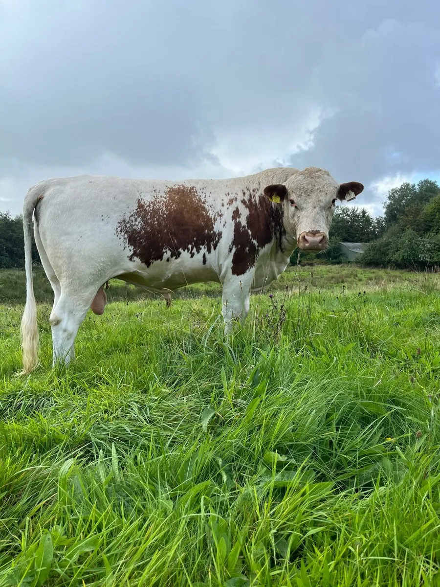 Irish Moiled Bull - Image 4