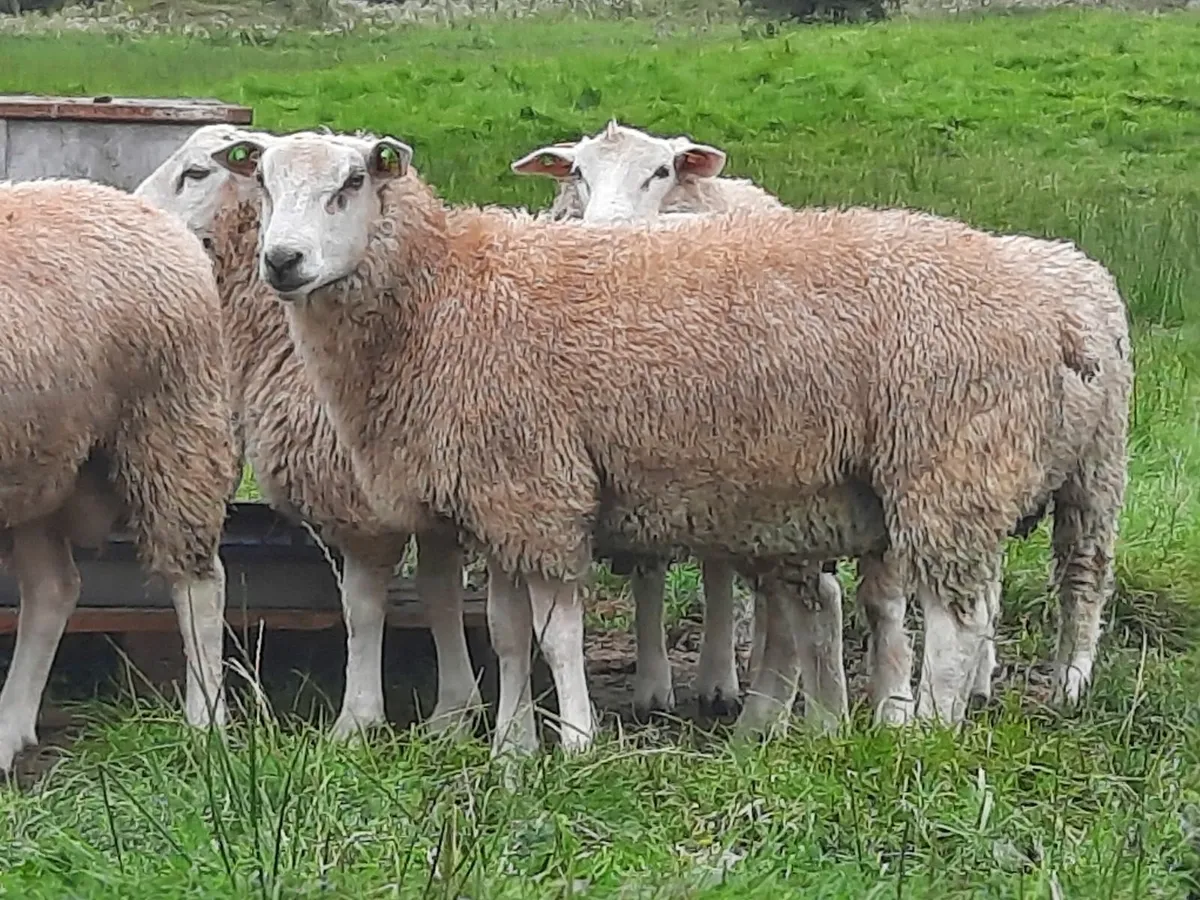 Purebred Belclare ram lambs - Image 3