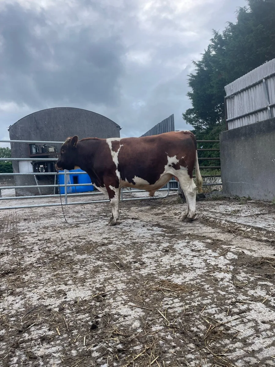 Purebred Rotbunt stock bull - Image 1