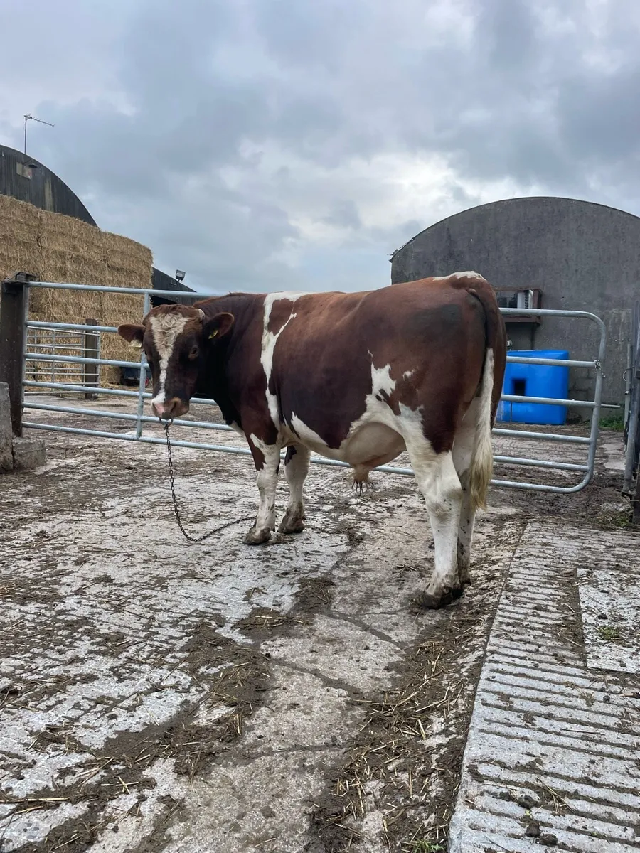 Purebred Rotbunt stock bull - Image 2