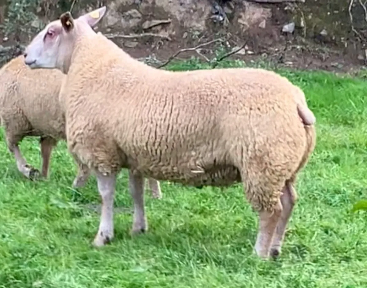 🐑💥3 SIS Eligible Charollais Ram Lambs for Sale - Image 1