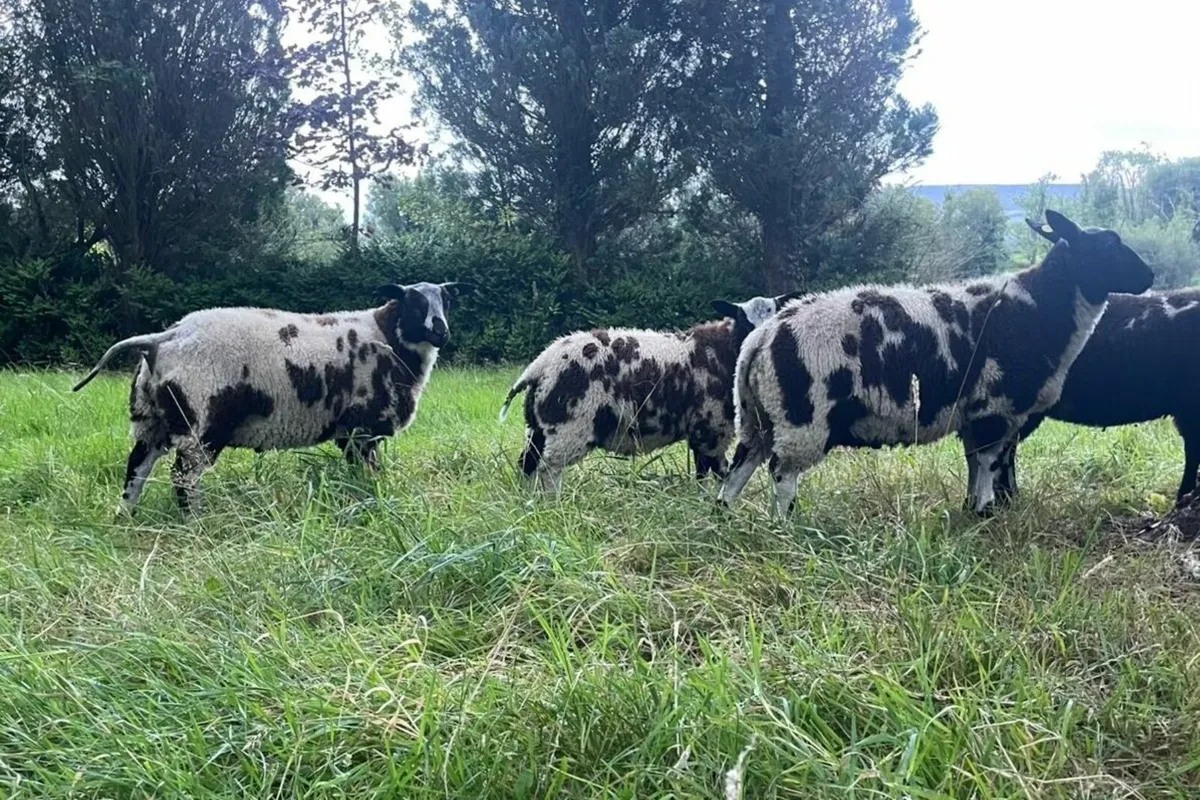 Dutch Spotted Shearling & Ram Lambs - Image 2