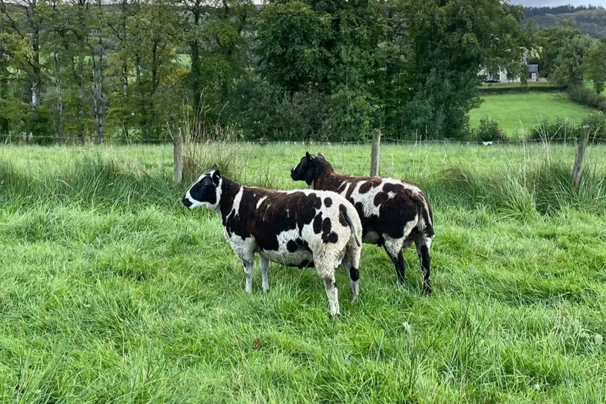 Dutch Spotted Shearling & Ram Lambs - Image 3
