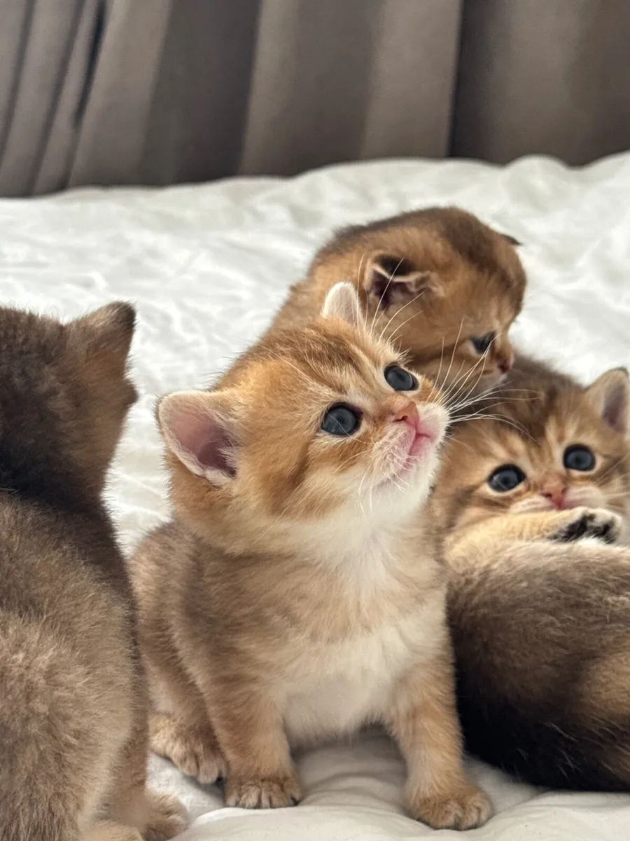Registered British Shorthair Golden Kittens – Cham - Image 1