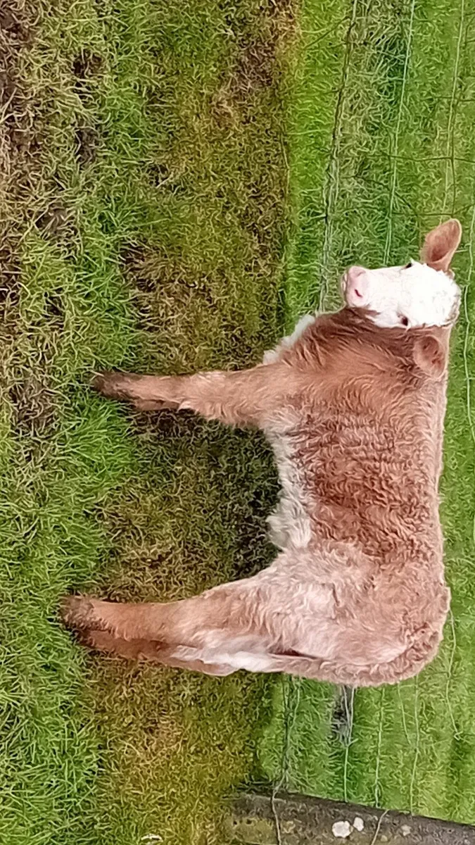 Calf