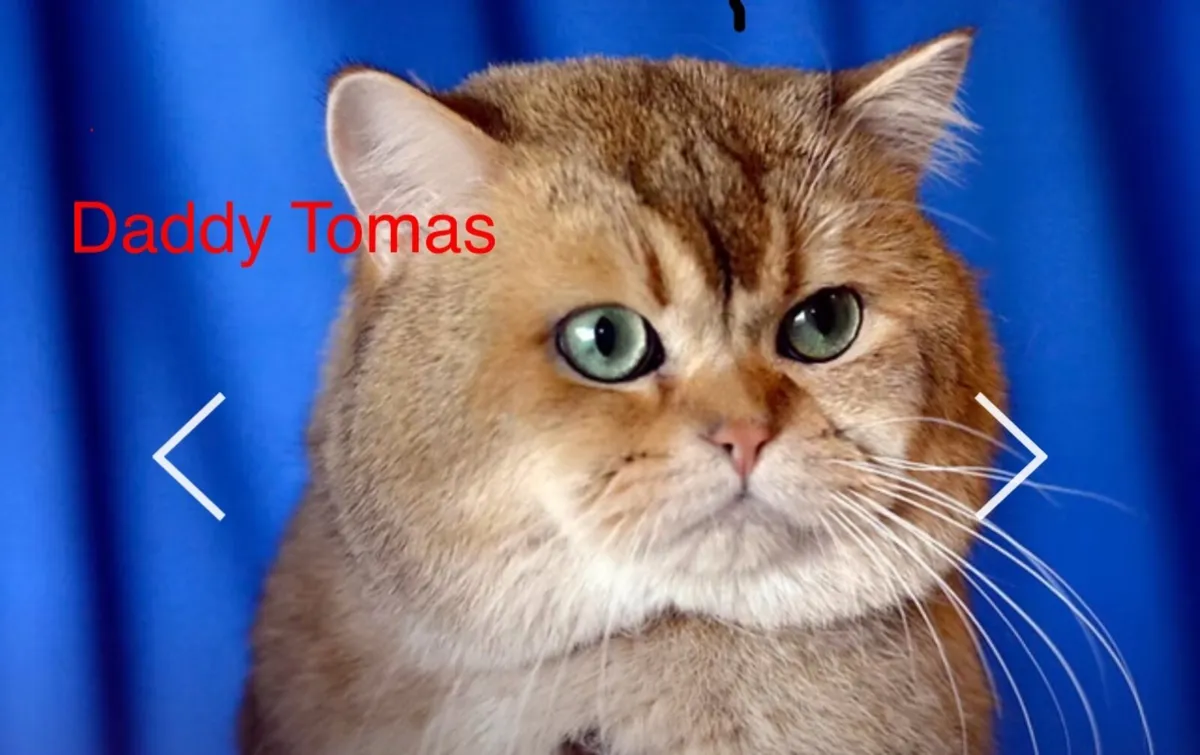 Registered British Shorthair Golden Kittens – Cham - Image 2