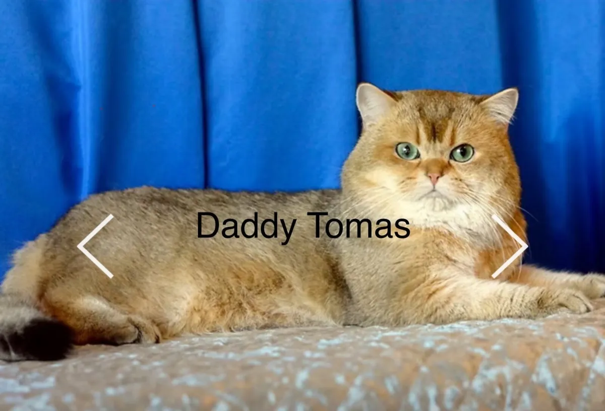 Registered British Shorthair Golden Kittens – Cham - Image 3