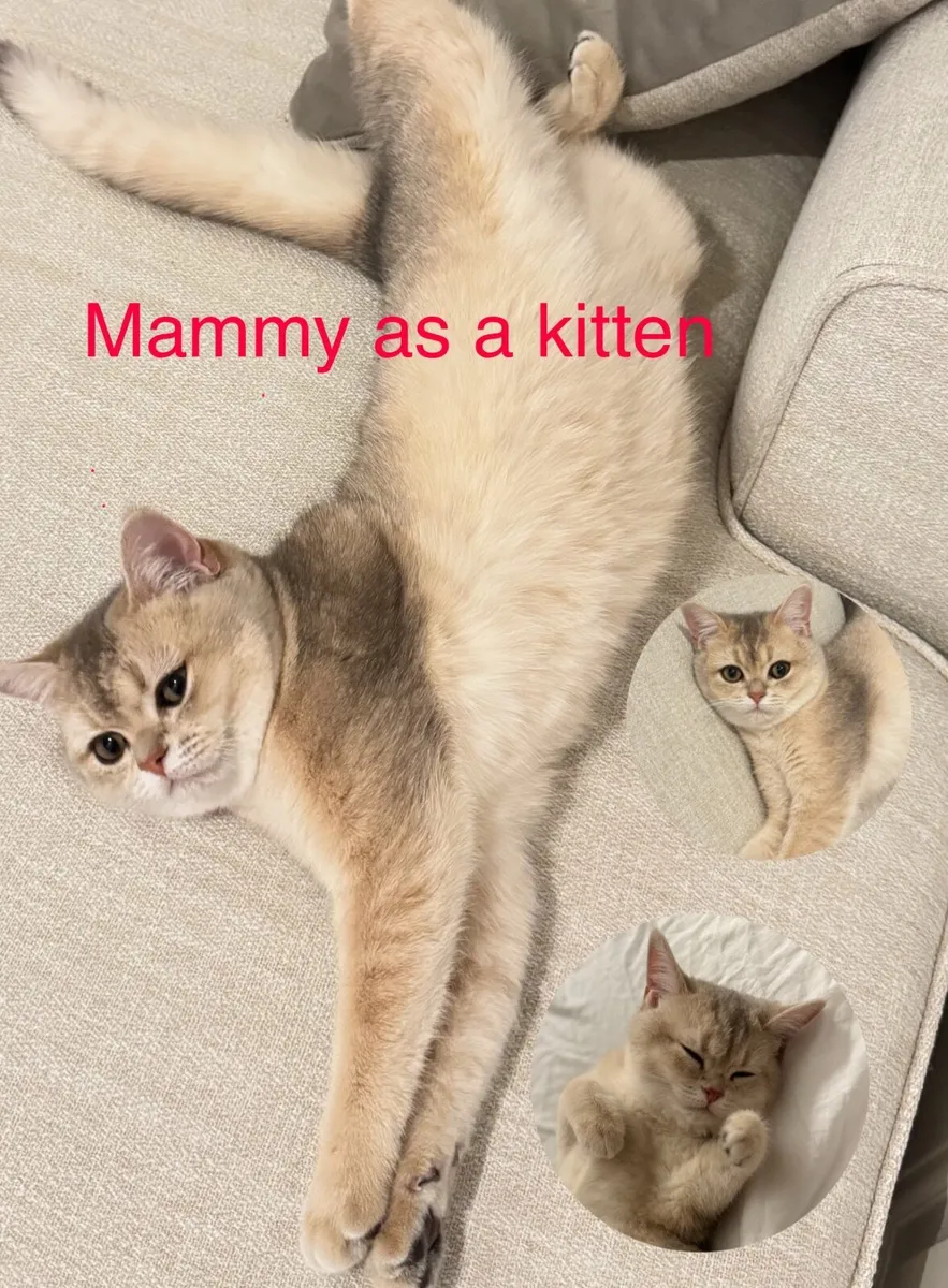 Registered British Shorthair Golden Kittens – Cham - Image 4