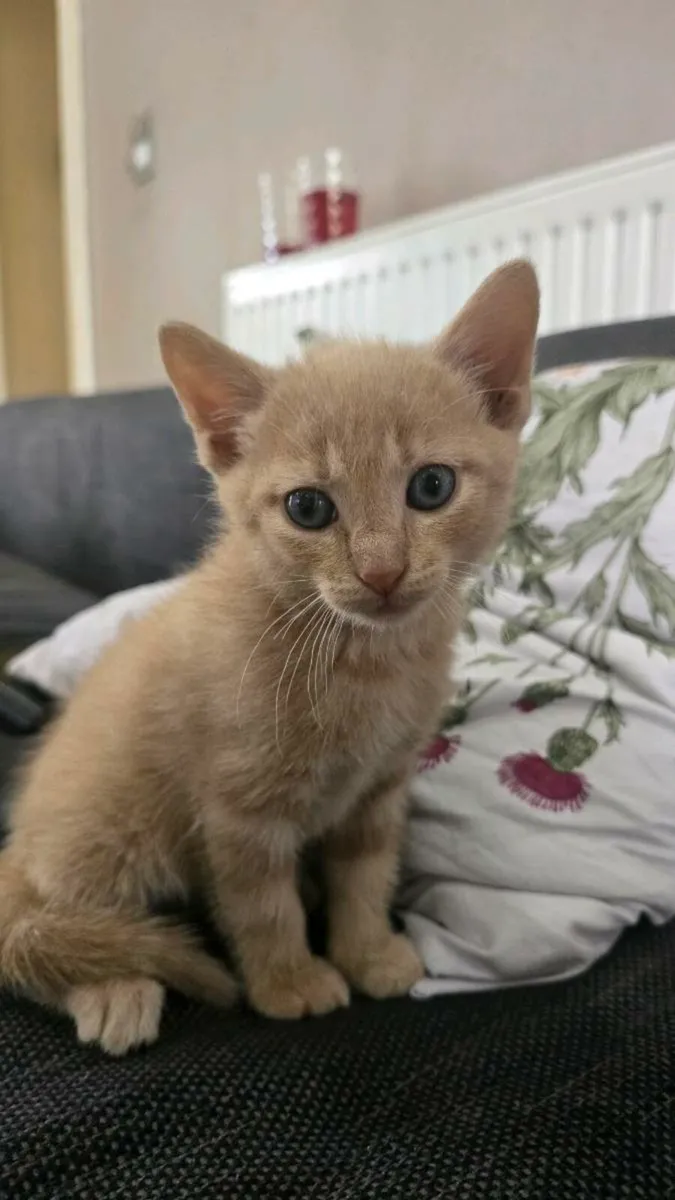 Kitten - Image 1