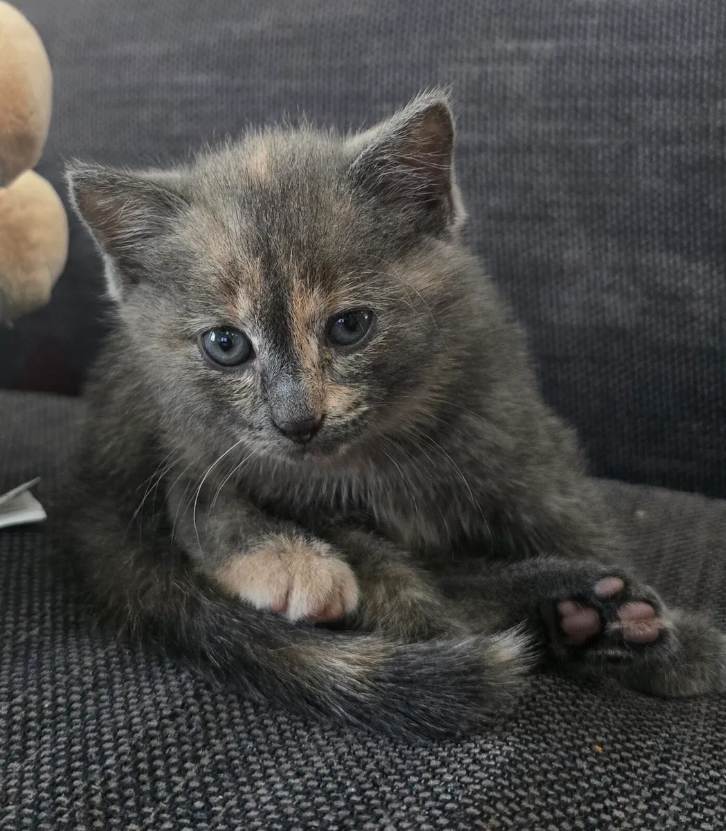 Kitten - Image 2