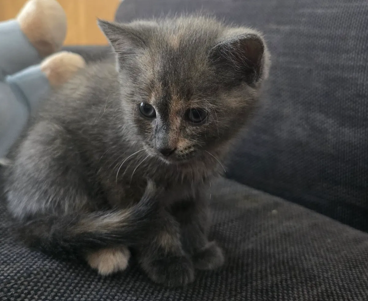 Kitten - Image 3
