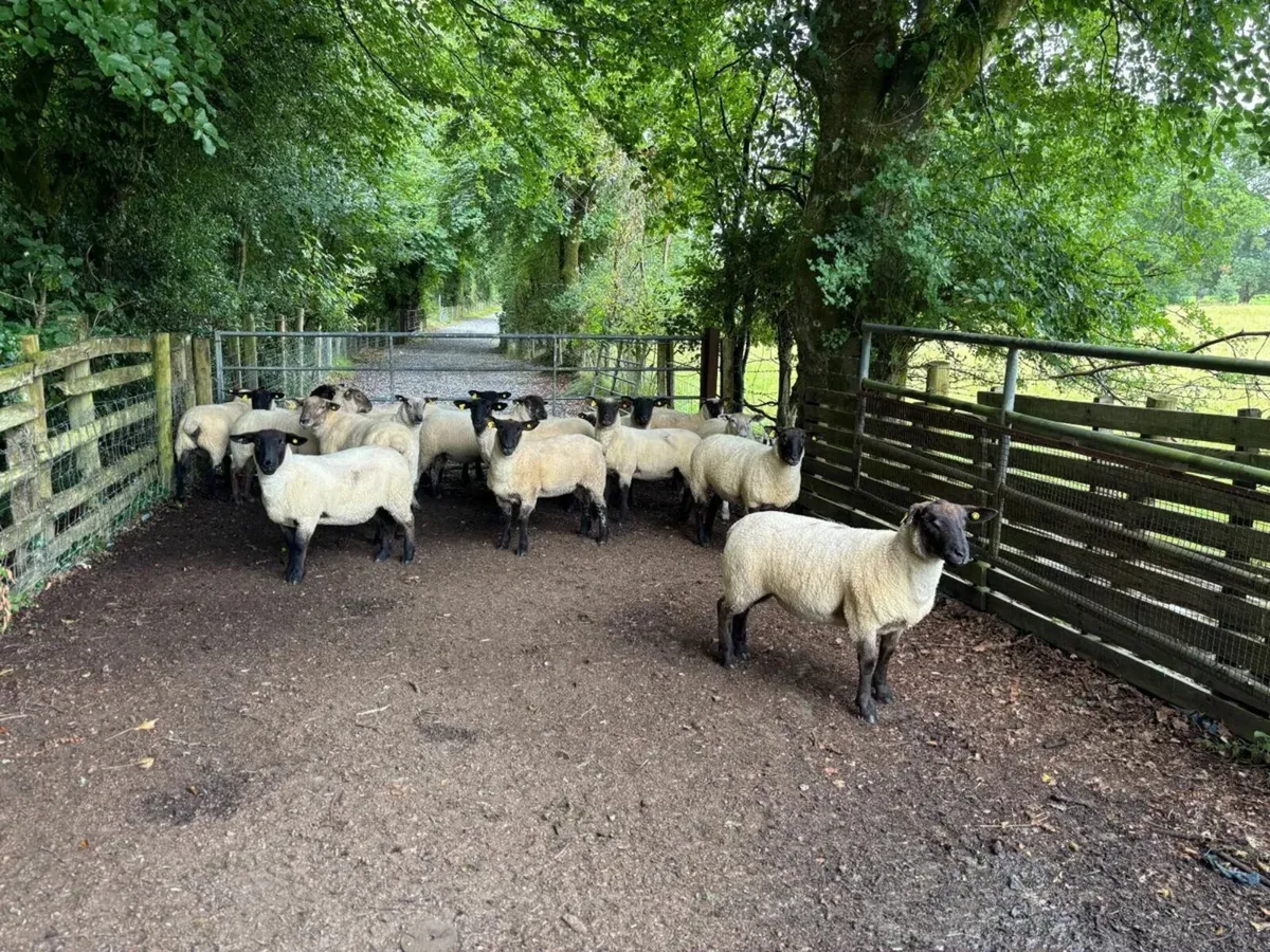 Organic Hoggets - Image 1