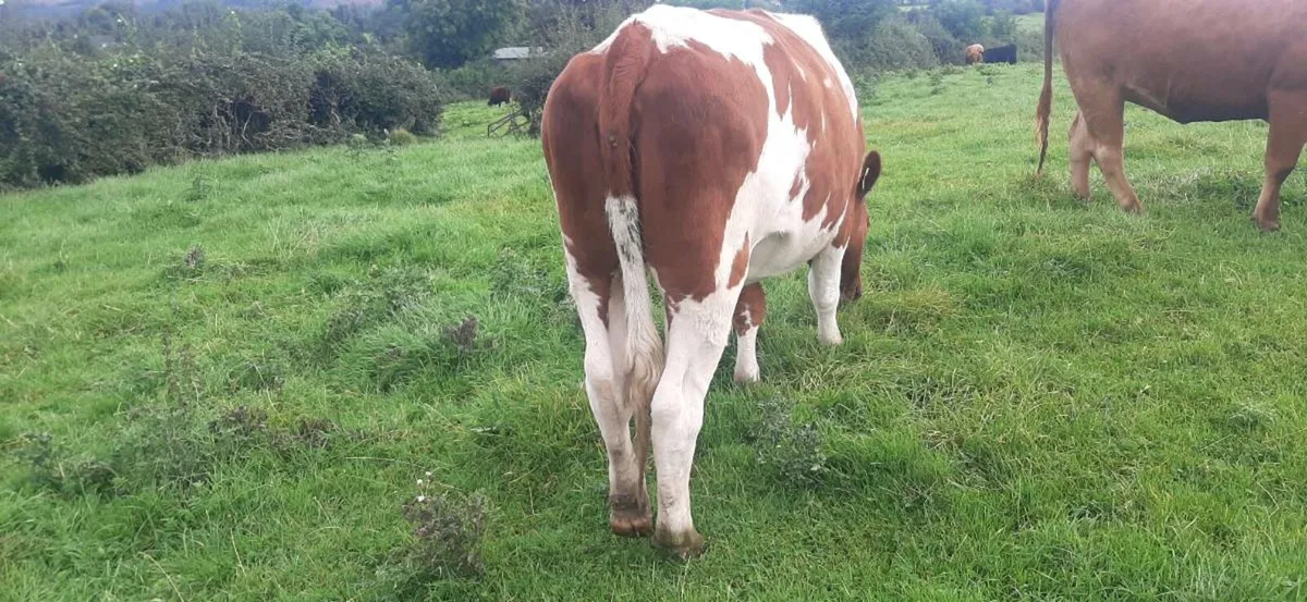 In-Calf heifers - Image 2