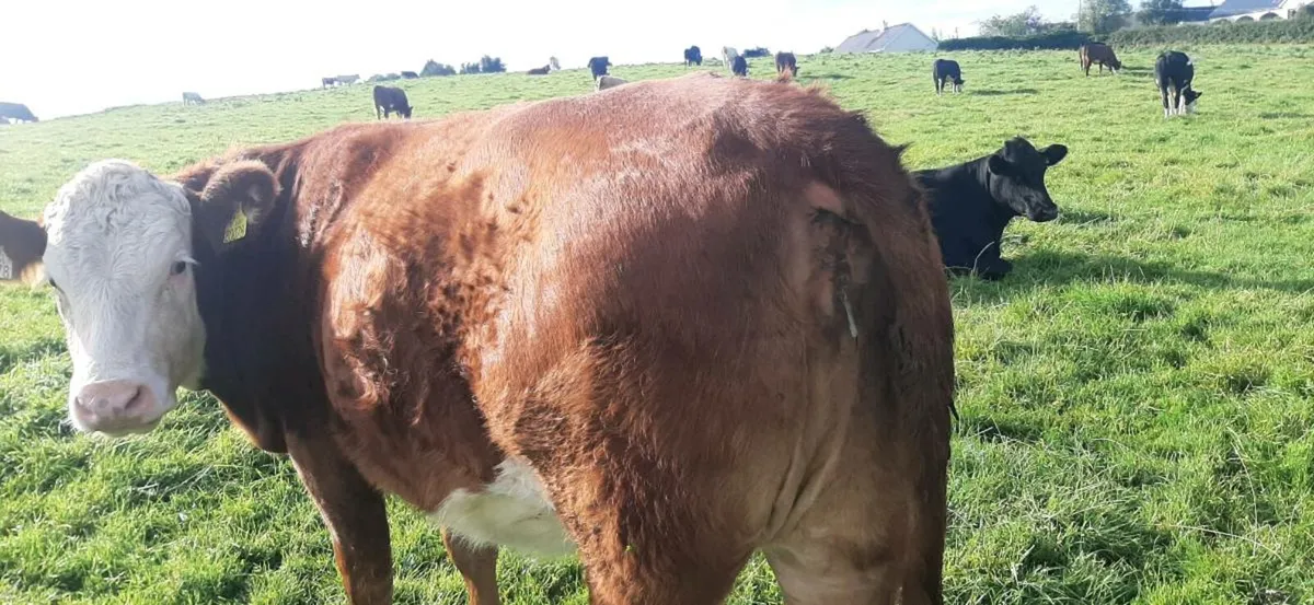 In-Calf heifers - Image 4