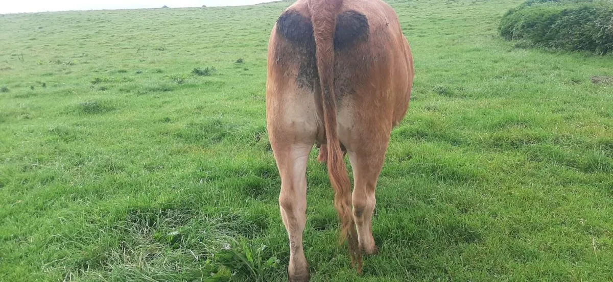 4 UIn-Calf heifers - Image 4