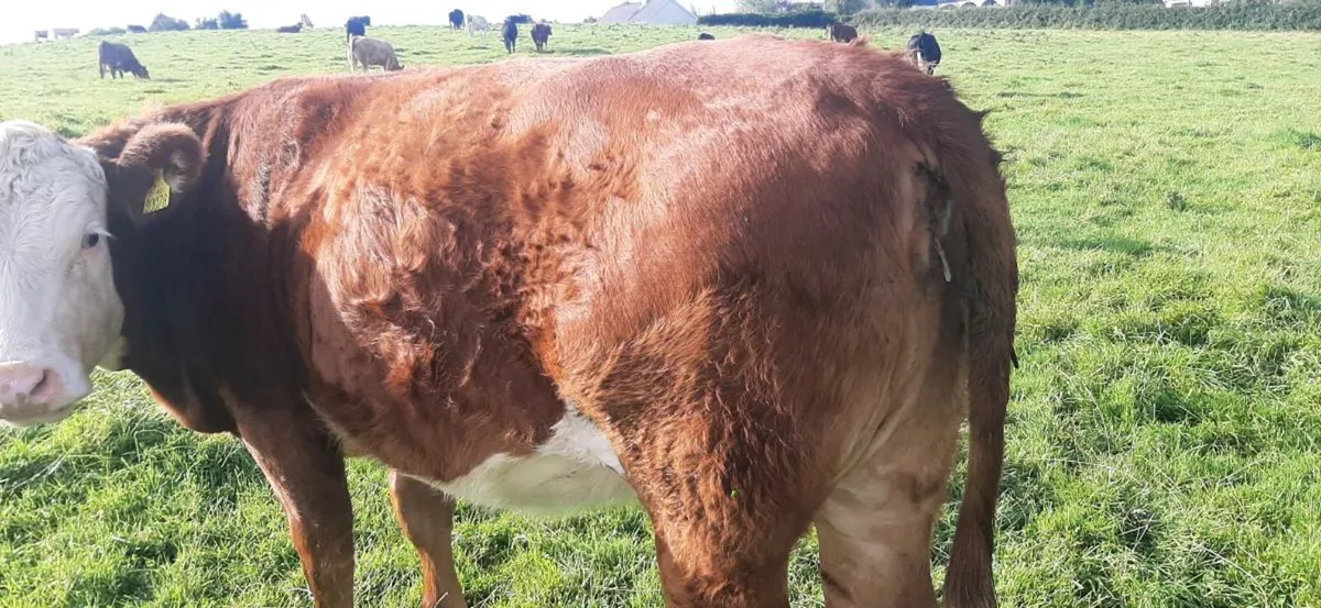 4 In-Calf heifers - Image 4
