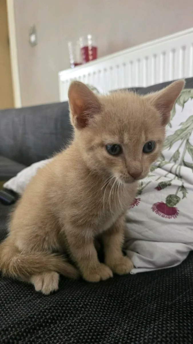 Kitten - Image 4