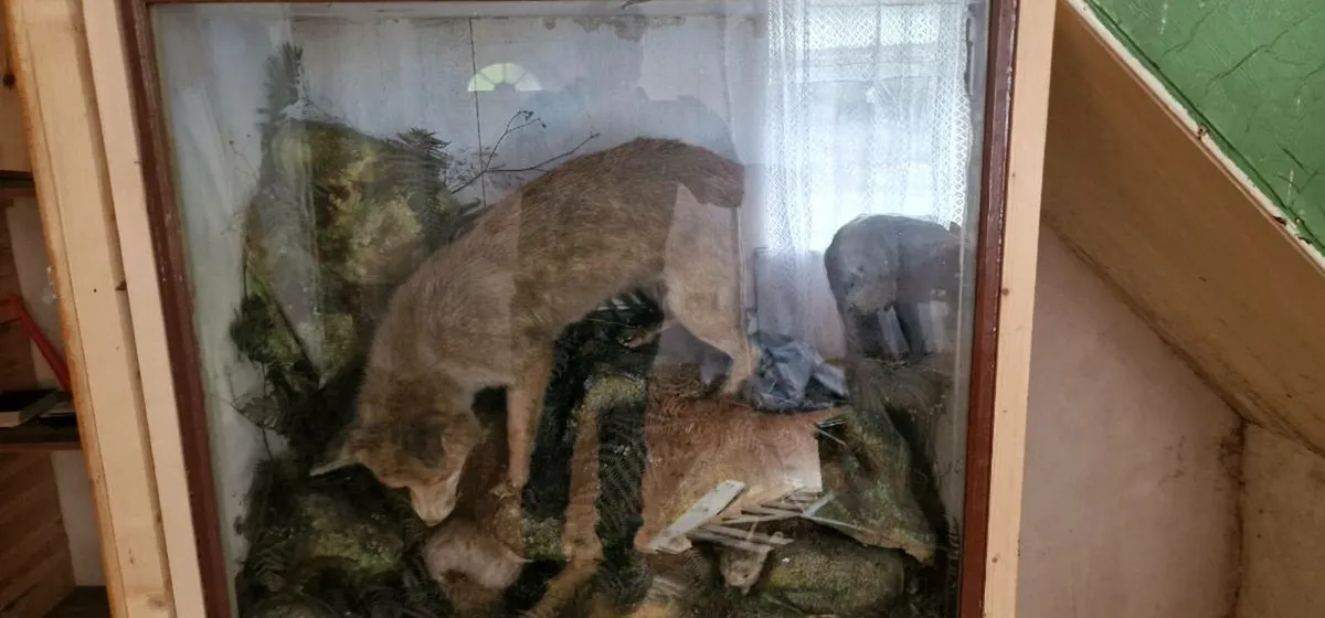 Taxidermy Fox Display and Rabbits - Image 1