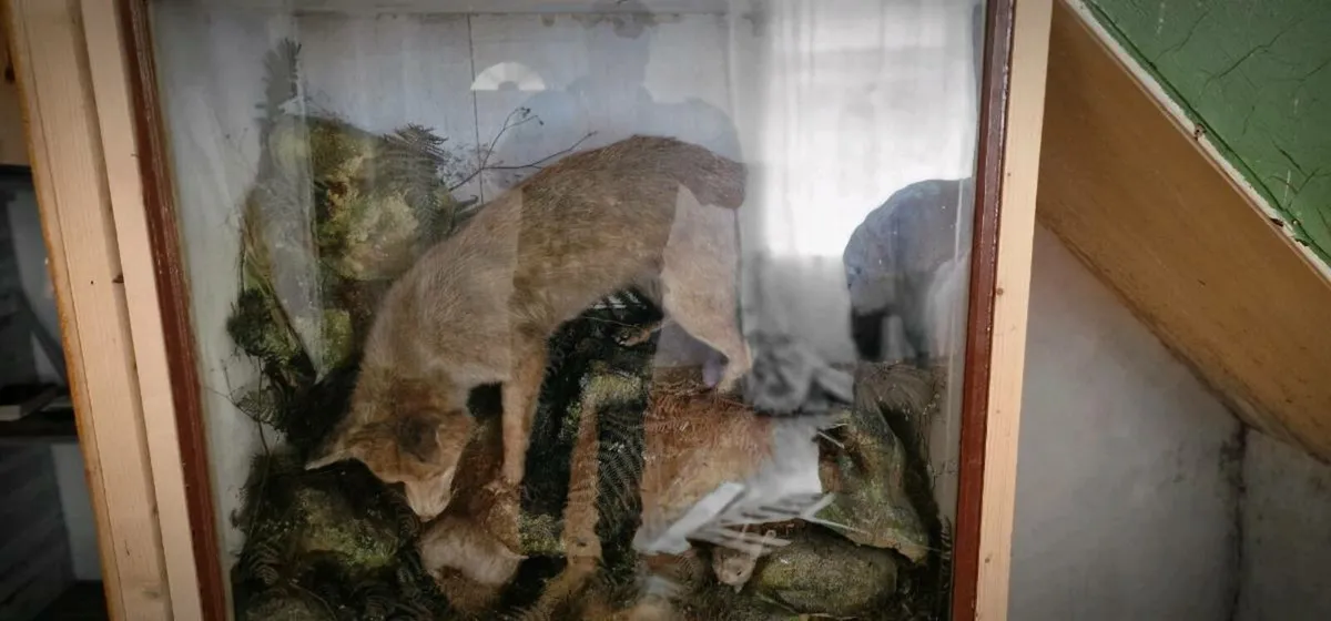 Taxidermy Fox Display and Rabbits - Image 2
