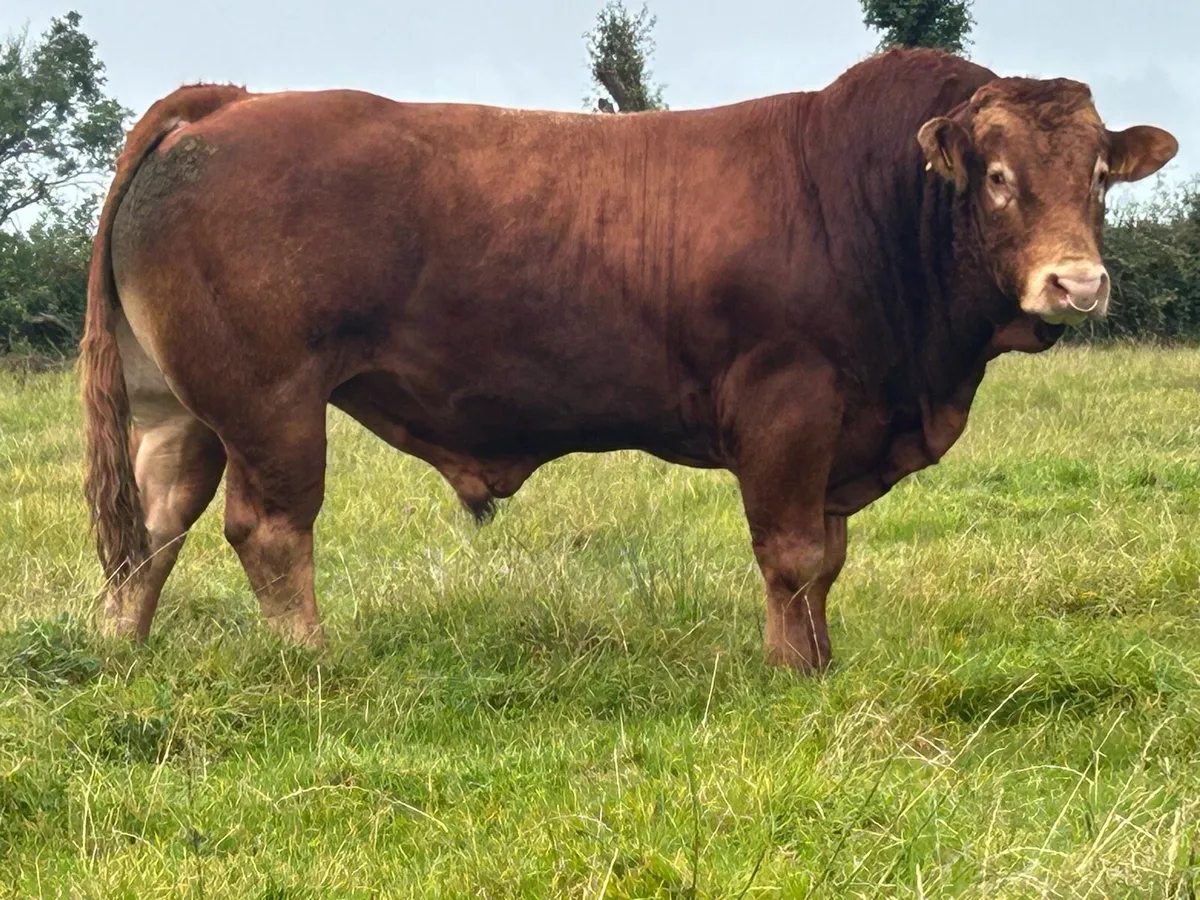 Super u grade purebred limousine bull - Image 2