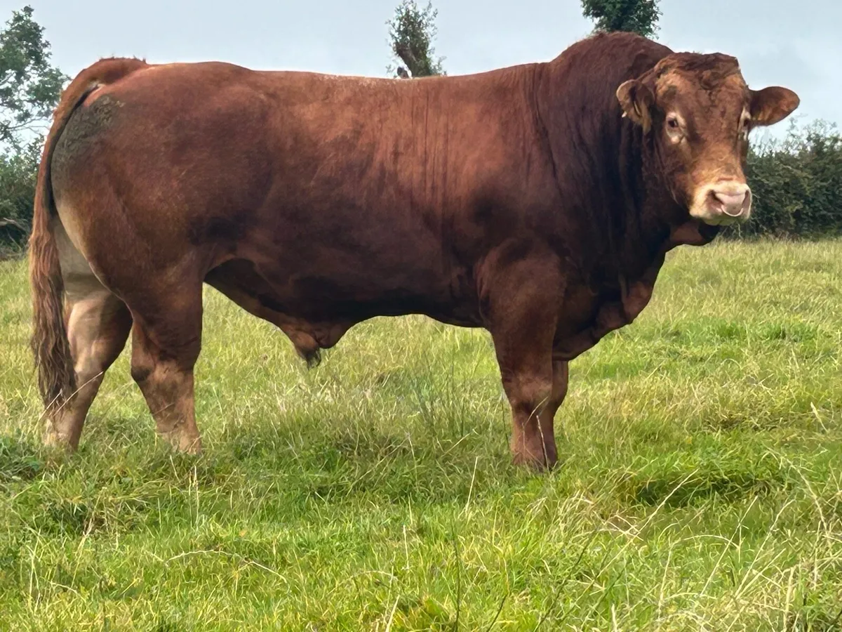 Super u grade purebred limousine bull - Image 3