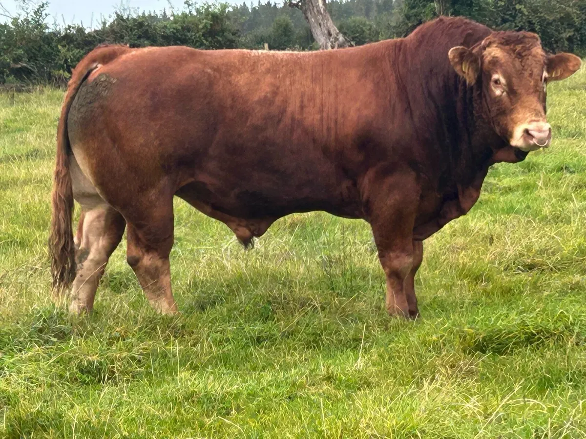 Super u grade purebred limousine bull - Image 4