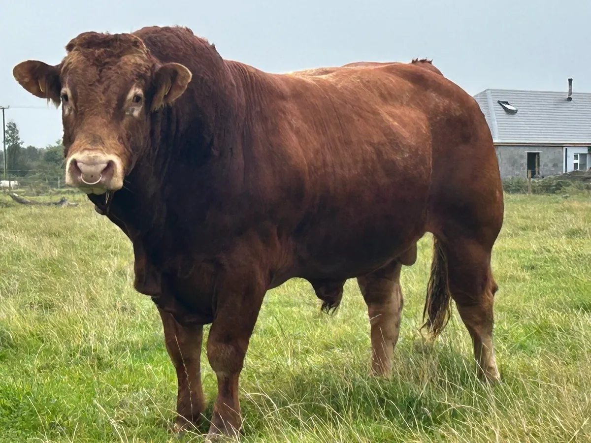 Super u grade purebred limousine bull - Image 1