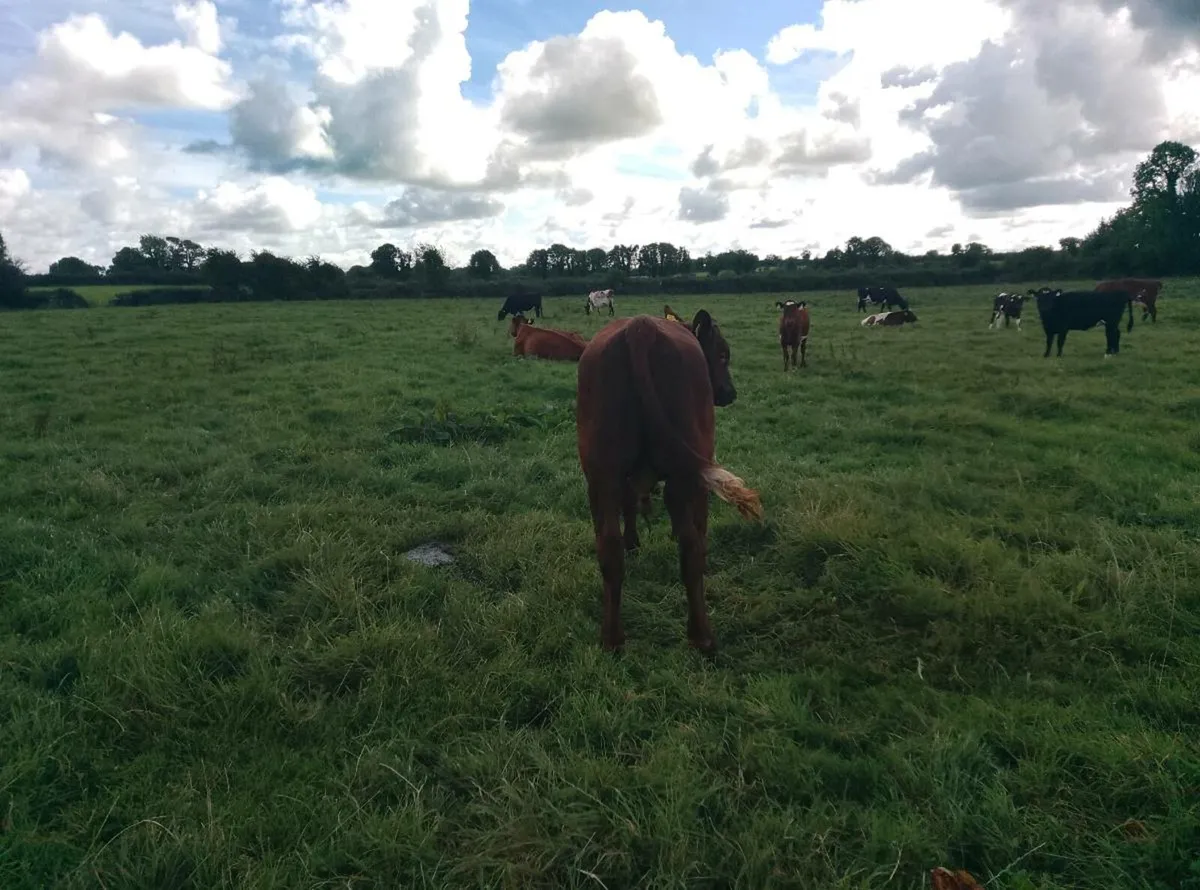 Organic dairy shorthorn Bull - Image 1