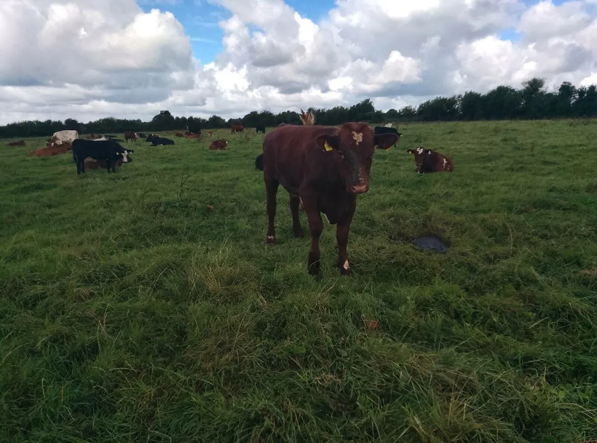 Organic dairy shorthorn Bull - Image 3